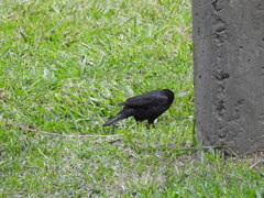 Molothrus rufoaxillaris