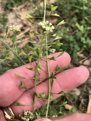 Capsella bursa-pastoris