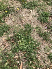 Capsella bursa-pastoris