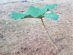 Stylochaeton puberulum