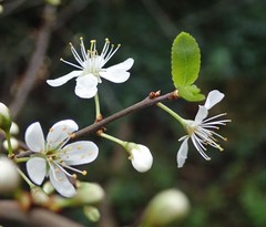 Prunus spinosa