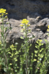 Alyssum hirsutum