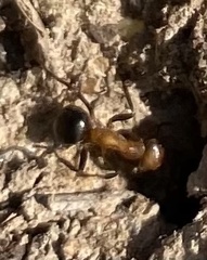 Formica exsectoides
