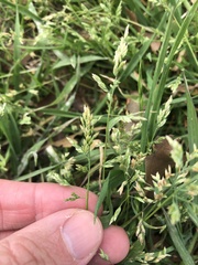 Poa annua