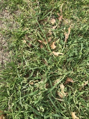 Poa annua