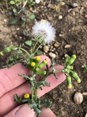 Senecio vulgaris