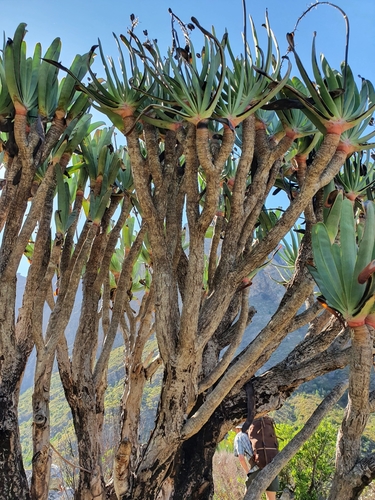 Rhipidodendrum distichum 3