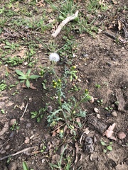 Senecio vulgaris