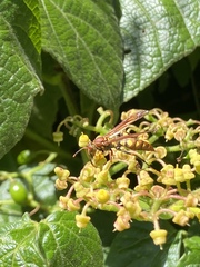 Polistes versicolor