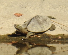 Graptemys pseudogeographica kohnii