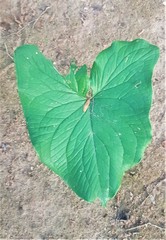 Stylochaeton puberulum