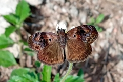 Chiomara basigutta