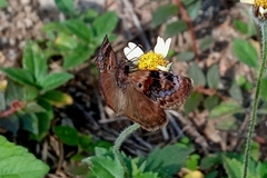 Chiomara basigutta