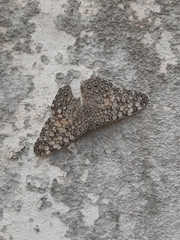 Hamadryas februa