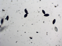 Biscogniauxia atropunctata