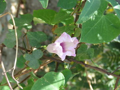 Ipomoea