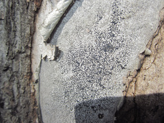 Biscogniauxia atropunctata