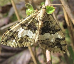 Hydriomena albifasciata