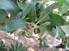 Conocarpus erectus