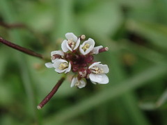 Cardamine hirsuta