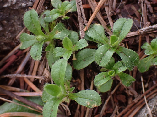 Cerastium fontanum