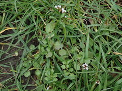 Cardamine hirsuta