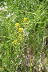 Alyssum trichostachyum