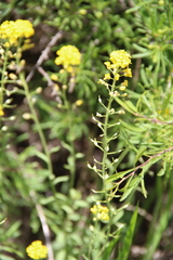 Alyssum trichostachyum