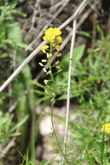 Alyssum trichostachyum