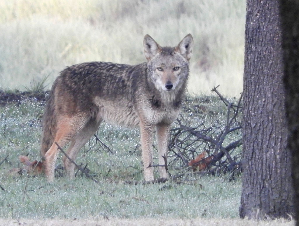 Coyote