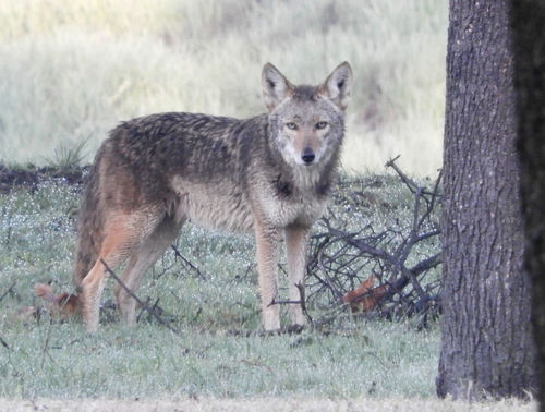 Coyote