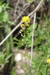 Alyssum trichostachyum