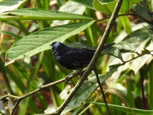 Blue-black Grassquit (Volatinia jacarina), photo 9