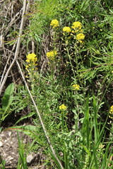 Alyssum trichostachyum