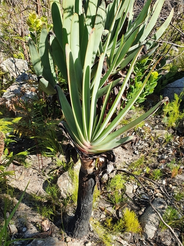Rhipidodendrum plicatile (L.) Haw. 2
