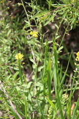 Alyssum trichostachyum
