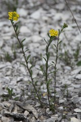Alyssum trichostachyum