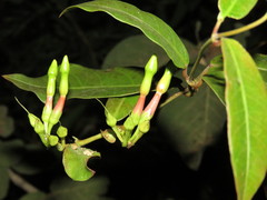 Mesechites trifidus