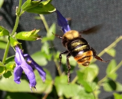 Bombus bellicosus
