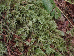 Pseudisothecium cristatum