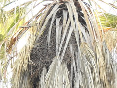 Myiopsitta monachus