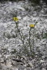 Alyssum trichostachyum