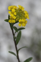 Alyssum trichostachyum