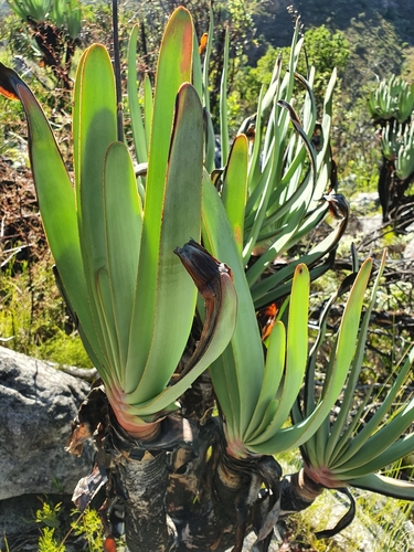 Rhipidodendrum distichum