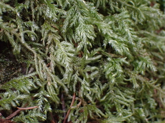 Pseudisothecium cristatum