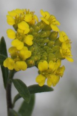Alyssum trichostachyum