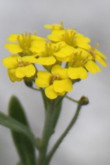 Alyssum trichostachyum