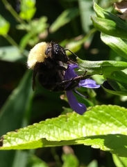 Bombus bellicosus