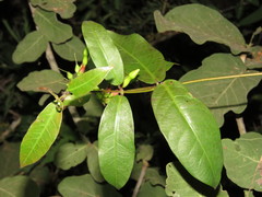 Mesechites trifidus
