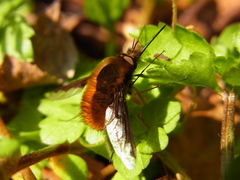 Bombylius major